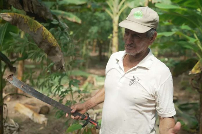 Cómo un proyecto en Perú apoya el cacao sostenible y sirve a los intereses suizos Cómo un proyecto en Perú apoya el cacao sostenible y sirve a los intereses suizos
