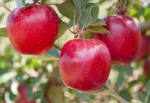 Con Brasil como motor, las exportaciones de manzanas argentinas aceleran su recuperación Con Brasil como motor, las exportaciones de manzanas argentinas aceleran su recuperación