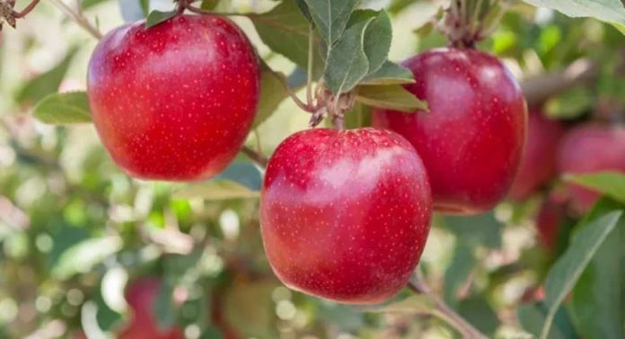 Con Brasil como motor, las exportaciones de manzanas argentinas aceleran su recuperación