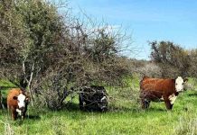 Con softwares especializados en valoración de costos y rentabilidad, INIA capacitó a equipo Prodesal de San Carlos