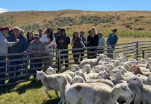 Corfo impulsa innovación ovina en Tierra del Fuego para aumentar la producción de carne