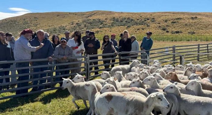 Corfo impulsa innovación ovina en Tierra del Fuego para aumentar la producción de carne