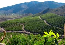 De Rotterdam a los predios de la Cuenca de Aconcagua: El plan que busca la sostenibilidad en la fruticultura De Rotterdam a los predios de la Cuenca de Aconcagua: El plan que busca la sostenibilidad en la fruticultura