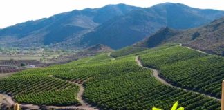 De Rotterdam a los predios de la Cuenca de Aconcagua: El plan que busca la sostenibilidad en la fruticultura