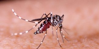 Mosquito del dengue en Chile: Cómo se transmite la enfermedad y por qué hay alerta sanitaria