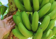 Desarrollan variedades de banana que mejoran el rendimiento y la calidad Desarrollan variedades de banana que mejoran el rendimiento y la calidad