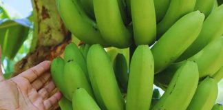 Desarrollan variedades de banana que mejoran el rendimiento y la calidad