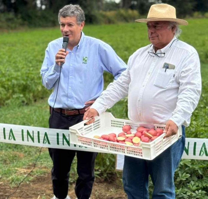 Día de campo en INIA La Pampa: INIA presentan sus variedades de papa 