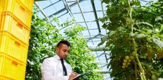 Dubai / Aeroponía de Alta Precisión: Parámetros Técnicos y Eficiencia en la Optimización de Cultivos de Alto Valor