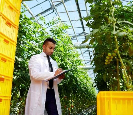 Dubai / Aeroponía de Alta Precisión: Parámetros Técnicos y Eficiencia en la Optimización de Cultivos de Alto Valor