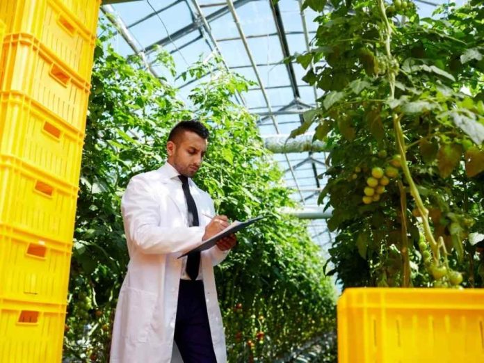 Dubai / Aeroponía de Alta Precisión: Parámetros Técnicos y Eficiencia en la Optimización de Cultivos de Alto Valor