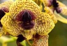 Ecuador sumó 78 nuevas especies científicas en 2025