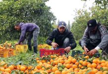 Egipto consolida su ascenso como potencia citrícola