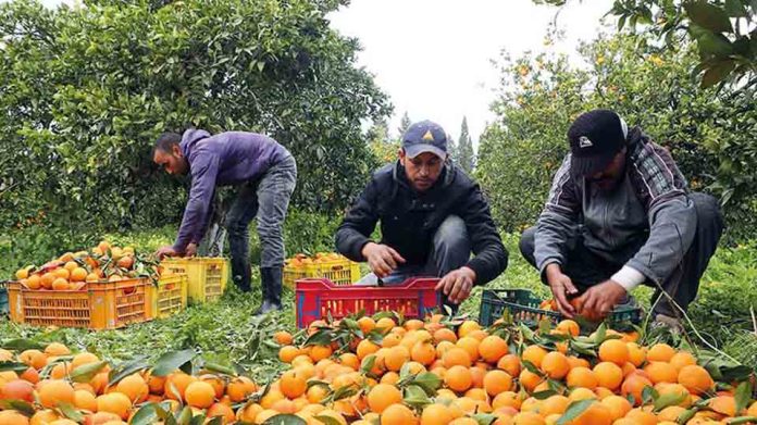 Egipto consolida su ascenso como potencia citrícola