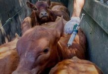 El Senasa actualizó el marco regulatorio para vacunas bovinas