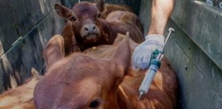 El Senasa actualizó el marco regulatorio para vacunas bovinas