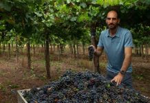 El cambio climático puede arruinar el vino