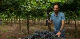 El cambio climático puede arruinar el vino