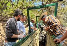 En Olmué inauguran moderna manga ganadera para manejo sanitario de más de 1.500 vacunos y equinos