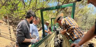 En Olmué inauguran moderna manga ganadera para manejo sanitario de más de 1.500 vacunos y equinos