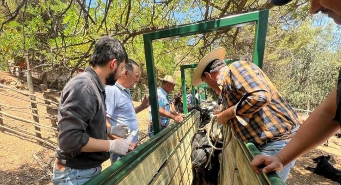 En Olmué inauguran moderna manga ganadera para manejo sanitario de más de 1.500 vacunos y equinos