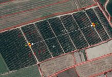 Ensayo de polinización con polen puro en plantación de cerezo en Albalate de Cinca (Aragón, España) | Zimex - EuroPollen