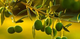 España! Los carozos de la aceituna se convierten en oro verde para regenerar olivos
