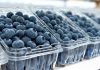Exportación de arándanos en Ñuble: ¿cómo se advierte la temporada 2025/26? Exportación de arándanos en Ñuble: ¿cómo se advierte la temporada 2025/26?