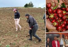 FIA impulsa en Tirúa el desarrollo de la “perla roja” y otras nuevas variedades de murtilla comercialmente atractivas FIA impulsa en Tirúa el desarrollo de la “perla roja” y otras nuevas variedades de murtilla comercialmente atractivas