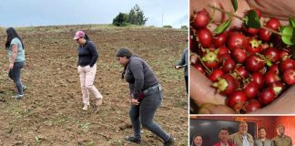 FIA impulsa en Tirúa el desarrollo de la “perla roja” y otras nuevas variedades de murtilla comercialmente atractivas