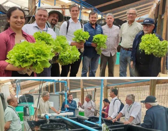 FIA impulsa sistema circular de acuaponía de hortalizas hidropónicas y truchas con IA en Limache