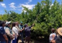 Finalizan tres campañas de erradicación de mosca de la fruta y Río Hurtado queda libre de la plaga Finalizan tres campañas de erradicación de mosca de la fruta y Río Hurtado queda libre de la plaga