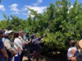 Finalizan tres campañas de erradicación de mosca de la fruta y Río Hurtado queda libre de la plaga