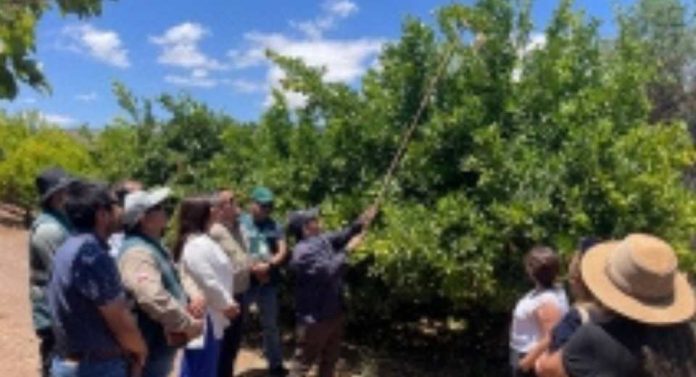 Finalizan tres campañas de erradicación de mosca de la fruta y Río Hurtado queda libre de la plaga