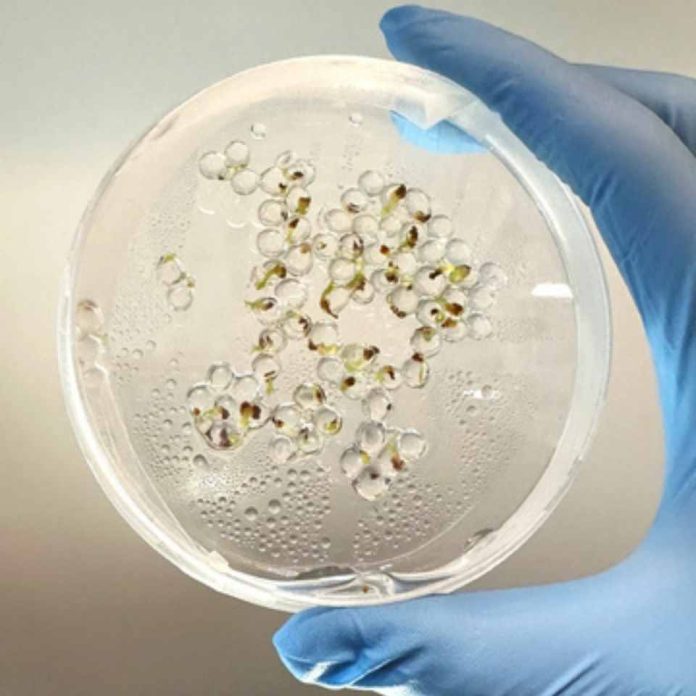 Foray Bioscience anuncia su primera asociación de semillas fabricadas con West Coast Chestnut Foray Bioscience anuncia su primera asociación de semillas fabricadas con West Coast Chestnut