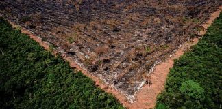 Gigantes agroindustriales de Brasil abandonan la Moratoria de la Soja, lo que aumenta los riesgos de deforestación en la Amazonia