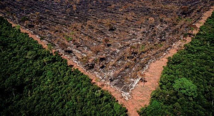 Gigantes agroindustriales de Brasil abandonan la Moratoria de la Soja, lo que aumenta los riesgos de deforestación en la Amazonia