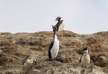 Greenpeace: “El hábitat del pingüino de Humboldt ya está al límite, no se puede seguir presionando”