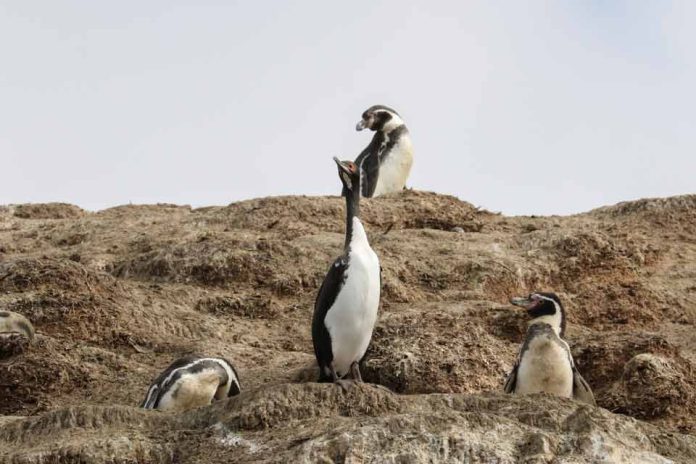 Greenpeace: “El hábitat del pingüino de Humboldt ya está al límite, no se puede seguir presionando”