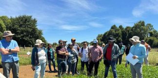 INIA realizó taller y día de campo sobre praderas y balance de nutrientes en el sur de Chile
