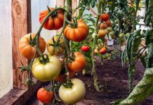 Injerto de tomate: dónde da resultados y dónde no