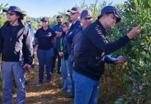 Inspectores del Departamento de Agricultura de Tailandia visitan Chile para actualizar protocolo fitosanitario para la exportación de arándanos frescos