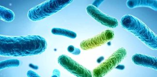 Investigadora de CREAS se adjudica Fondecyt para desarrollar probióticos más resistentes a partir de bagazo de cerveza