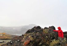 Investigadores buscan proteger a la Antártica de invasiones vegetales Investigadores buscan proteger a la Antártica de invasiones vegetales