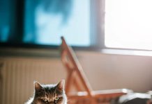 Mascotas y ola de calor: Claves para protegerlos manteniendo una temperatura adecuada en los espacios interiores y exteriores de tu hogar Mascotas y ola de calor: Claves para protegerlos manteniendo una temperatura adecuada en los espacios interiores y exteriores de tu hogar