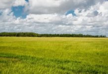 La Comisión Europea recaba opiniones sobre la futura certificación voluntaria para la captura de carbono en suelos agrícolas La Comisión Europea recaba opiniones sobre la futura certificación voluntaria para la captura de carbono en suelos agrícolas