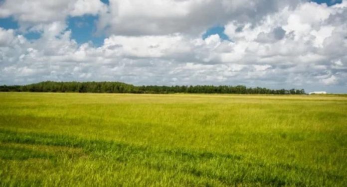 La Comisión Europea recaba opiniones sobre la futura certificación voluntaria para la captura de carbono en suelos agrícolas