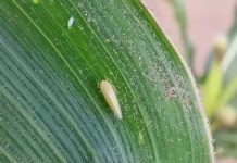 La detección temprana ordena el manejo de la chicharrita del maíz La detección temprana ordena el manejo de la chicharrita del maíz