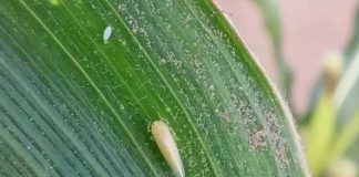 La detección temprana ordena el manejo de la chicharrita del maíz