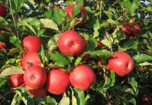 La manzana europea en crisis y recuperación quién gana y quién pierde en el mercado